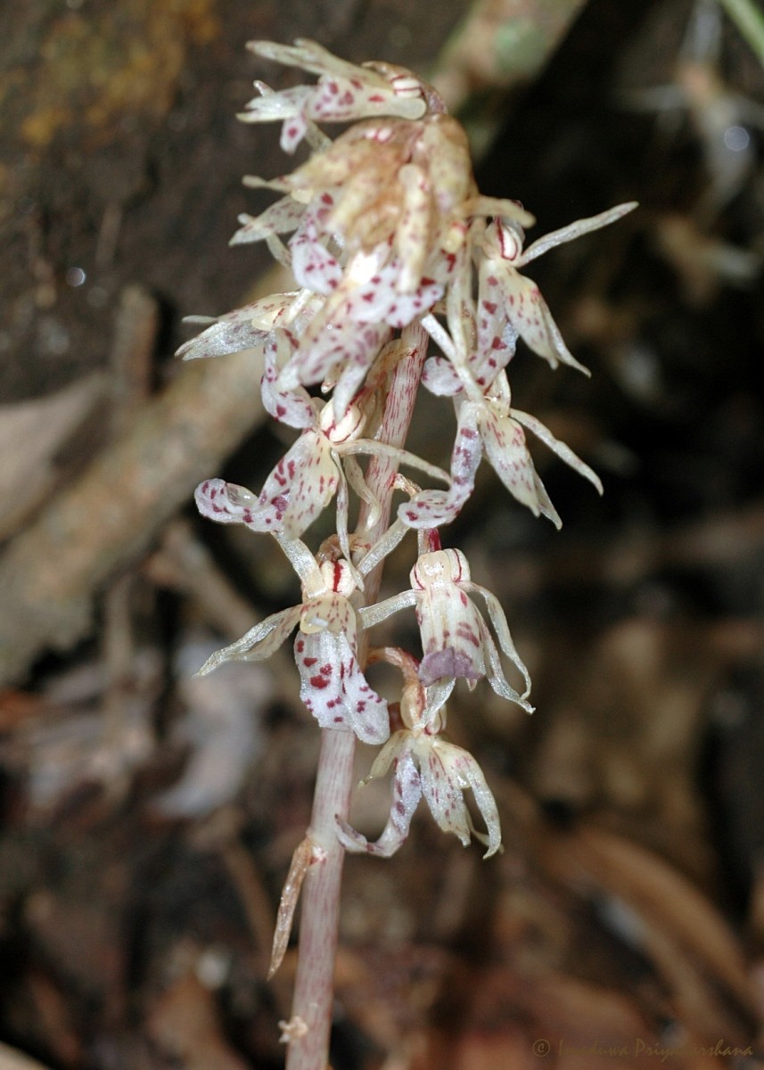 Epipogium roseum (D.Don) Lindl.